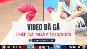 video-da-ga-12-3-2025