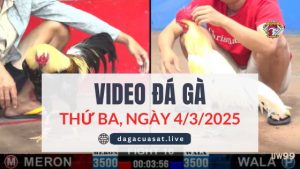 video-da-ga-4-3-2025